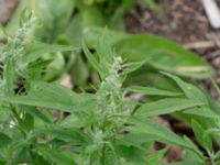 Chenopodium album Jorddeponi Sliparebacken, Lund, Skåne, Sweden 20170710_0085