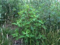 Chenopodium album Fårögatan, Malmö, Skåne, Sweden 20160613_0055.jpg