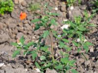 Chenopodium album Skånegården, Bunkeflostrand, Malmö, Skåne, Sweden 20160621_0088