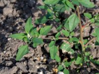 Chenopodium album Skånegården, Bunkeflostrand, Malmö, Skåne, Sweden 20160621_0089