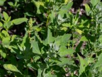 Chenopodium album Ulricedal, Malmö, Skåne, Sweden 20220715_0059