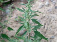 Chenopodium album Utfyllnadsområde 1,1 km N Östra Broby kyrka, Broby, Östra Göinge, Skåne, Sweden 20180727_0121