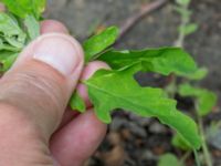 Chenopodium ficifolium Ödetomterna, Bunkeflo strandängar, Malmö, Skåne, Sweden 20170613_0018