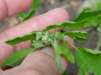 Chenopodium ficifolium Ödetomterna, Bunkeflo strandängar, Malmö, Skåne, Sweden 20170613_0019