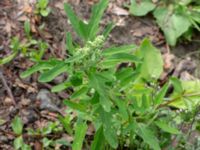 Chenopodium ficifolium Östra kyrkogården, Malmö, Skåne, Sweden 20190611_0032