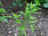 Chenopodium ficifolium Botaniska trädgården, Lund, Skåne, Sweden 20180819_0036