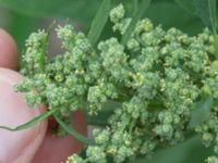 Chenopodium ficifolium Svanetorpsvägen, Åkarp, Lomma, Skåne, Sweden 20170723_0015