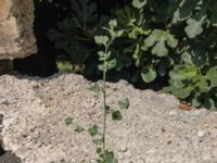 Chenopodium opulifolium Botanical Garden Biokovo, Kotinica, Tucepi, Croatia 20170804_1702