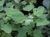 Chenopodium opulifolium Botaniska trädgården, Lund, Skåne, Sweden 20180816_0083