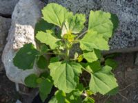 Chenopodium opulifolium Jordhögar S grodreservatet, Norra hamnen, Malmö, Skåne, Sweden 20160731_0032