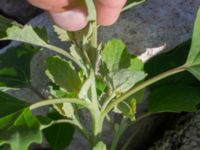 Chenopodium opulifolium Jordhögar S grodreservatet, Norra hamnen, Malmö, Skåne, Sweden 20160731_0033