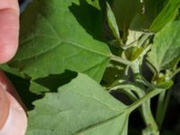 Chenopodium opulifolium Jordhögar S grodreservatet, Norra hamnen, Malmö, Skåne, Sweden 20160731_0034