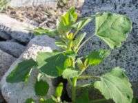 Chenopodium opulifolium Jordhögar S grodreservatet, Norra hamnen, Malmö, Skåne, Sweden 20160731_0035