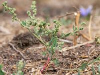 Chenopodium striatiforme V Sandbyavtaget, Mörbylånga, Öland, Sweden 20180810_0090