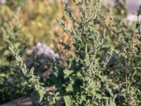 Chenopodium suecicum Jordhögar S grodreservatet, Norra hamnen, Malmö, Skåne, Sweden 20160924_0023