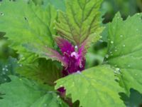 Chenopodium suecicum Katrinetorp, Malmö, Skåne, Sweden 20170827_0011