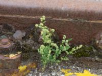 Chenopodium suecicum Sydkajen Malmö, Skåne, Sweden 20170826_0019