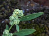 Chenopodium suecicum Sydkajen Malmö, Skåne, Sweden 20170826_0020