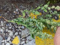 Chenopodium suecicum Sydkajen Malmö, Skåne, Sweden 20170826_0022