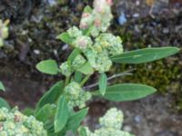 Chenopodium suecicum Sydkajen Malmö, Skåne, Sweden 20170826_0024