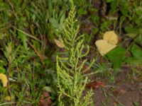 Dysphania ambrosioides Ulricedal, Malmö, Skåne, Sweden 20210923_0004