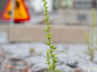 Dysphania botrys Kilgatan, Västra hamnen, Malmö, Skåne, Sweden 20181021_0126