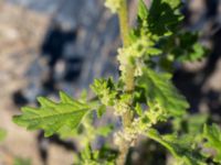 Dysphania pumilio Lokstallarna, Malmö, Skåne, Sweden 20160815_0002