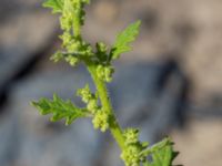 Dysphania pumilio Lokstallarna, Malmö, Skåne, Sweden 20160815_0004