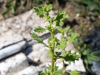 Dysphania pumilio Lokstallarna, Malmö, Skåne, Sweden 20160815_0008