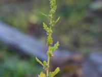 Dysphania pumilio Lokstallarna, Malmö, Skåne, Sweden 20181020_0093