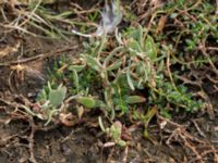 Halimione pedunculata Vellinge Väster, Vellinge, Skåne, Sweden 20160805_0007