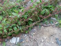 Lipandra polysperma Lindängelunds rekreationsområde, Malmö, Skåne, Sweden 20160807_0107