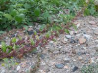 Lipandra polysperma Lindängelunds rekreationsområde, Malmö, Skåne, Sweden 20160807_0108