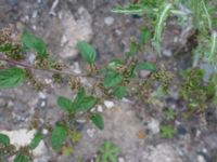 Lipandra polysperma Lindängelunds rekreationsområde, Malmö, Skåne, Sweden 20160807_0109