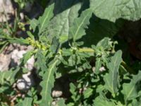 Oxybasis glauca Jordhögar S grodreservatet, Norra hamnen, Malmö, Skåne, Sweden 20160731_0101