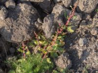 Oxybasis glauca Lindängelunds rekreationsområde, Malmö, Skåne, Sweden 20150930_0023