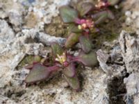 Oxybasis rubra Lilla kalkbrottet, Klagshamns udde, Malmö, Skåne, Sweden 20160521_0157