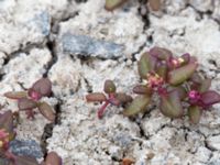 Oxybasis rubra Lilla kalkbrottet, Klagshamns udde, Malmö, Skåne, Sweden 20160521_0160