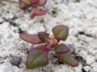 Oxybasis rubra Lilla kalkbrottet, Klagshamns udde, Malmö, Skåne, Sweden 20160521_0161