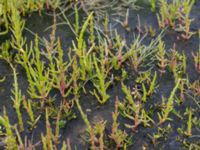 Salicornia europaea Bunkern, Tygelsjö ängar, Malmö, Skåne, Sweden 20150724_0056