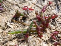 Salicornia europaea Hököpinge ängar, Vellinge, Skåne, Sweden 20150717_0061