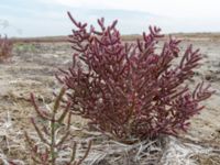 Salicornia perennans Myrnyj, Crimea, Russia 20150912_0324