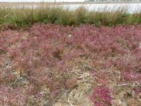 Salicornia perennans Myrnyj, Crimea, Russia 20150912_0328