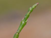 Salicornia procumbens Stora Keholmen, Vallda Sandö, Kungsbacka, Halland, Sweden 20190716_0323