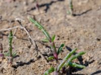 Salicornia procumbens Stora Keholmen, Vallda Sandö, Kungsbacka, Halland, Sweden 20190716_0324