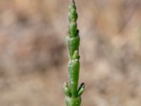 Salicornia procumbens Stora Keholmen, Vallda Sandö, Kungsbacka, Halland, Sweden 20190716_0326