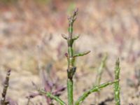 Salicornia procumbens Stora Keholmen, Vallda Sandö, Kungsbacka, Halland, Sweden 20190716_0335