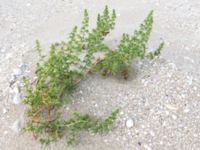 Salsola kali Myrnyj, Crimea, Russia 20150912_0320