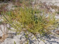 Salsola kali Olenovka, Crimea, Russia 20150911_0121