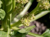 Spinacia oleracea Skånegården, Bunkeflostrand, Malmö, Skåne, Sweden 20160621_0054